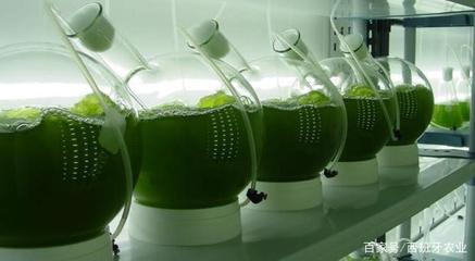 多赢！啤酒厂废水养微藻变身新型肥料！生物技术研究改写环保格局