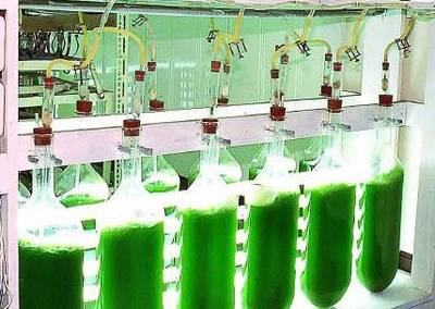 生物能源或将进入“藻时代”