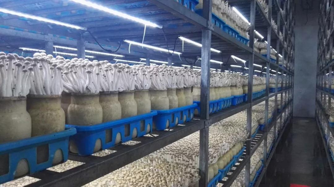 市投促局带队赴上海考察，四个生物技术研究项目达成共识