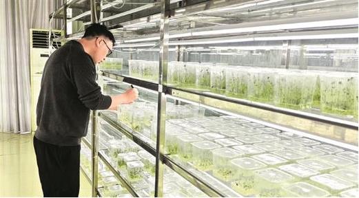 贵州省生物技术研究所马铃薯育种研究室科研人员查看马铃薯新品种核心